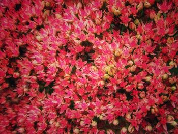 Macro shot of red flower