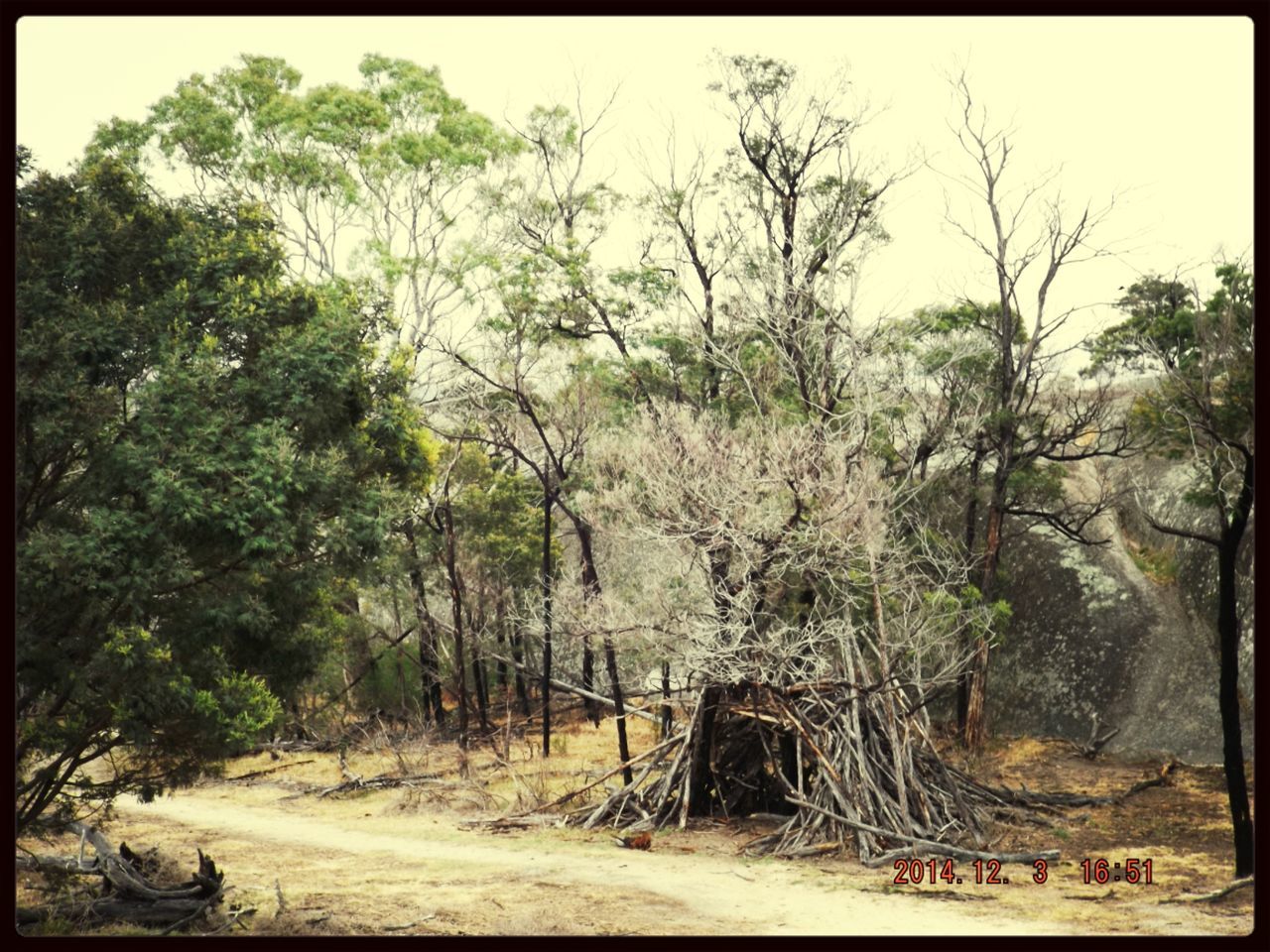 VIEW OF TREES IN FOREST