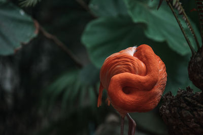 Close-up of orange flower