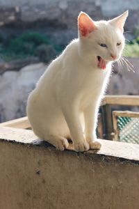 White cat