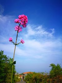 Low angle view of pink flowering plant against blue sky