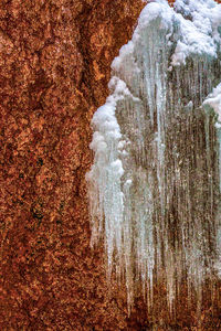 Frozen trees on rocks