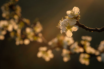Apple tree flowers in sunny back lit springtime