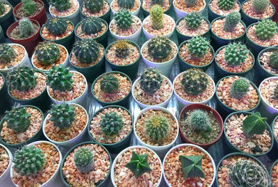 Various kinds of cactus in small pots