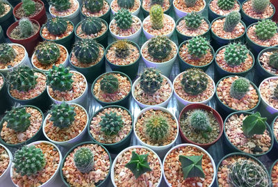 High angle view of potted plants