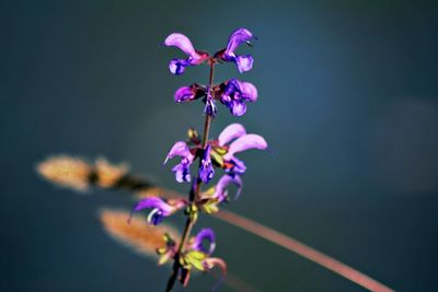 Close-up of pink flowers