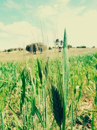 Close-up of crops growing on field against sky