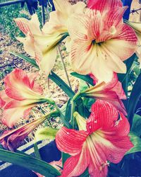 Close-up of flowers blooming outdoors