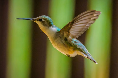 Close-up of bird flying