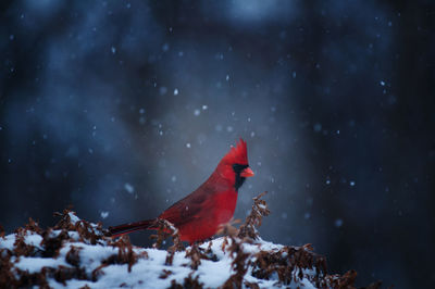Close-up of red bird on snow