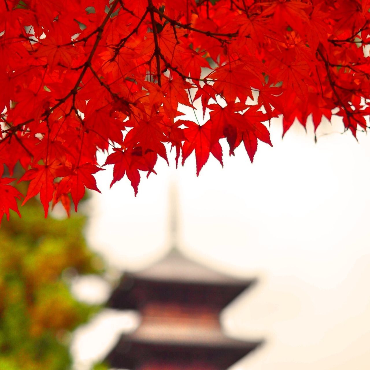 tree, autumn, branch, change, red, season, leaf, low angle view, orange color, growth, nature, beauty in nature, tranquility, day, sunlight, clear sky, no people, maple tree, outdoors, park - man made space