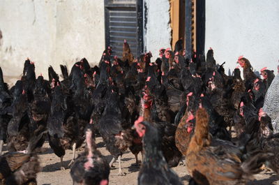 Group of chickens  in farm