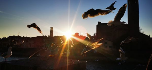 Birds flying in the sky