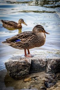 Bird perching on rock by lake