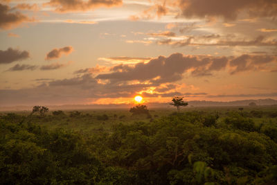 Scenic view of forest against sky during sunset