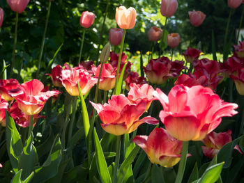 Close-up of pink tulips