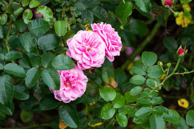 Close-up of pink rose