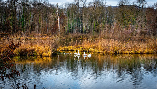 View of birds in lake