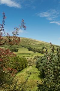 Plants growing on landscape against sky