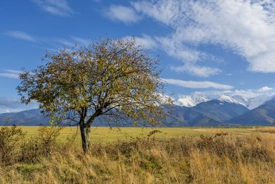 Tree on field against sky