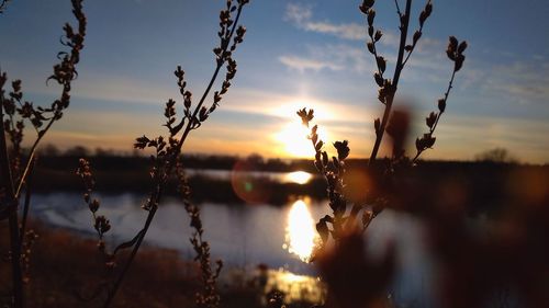 Silhouette plants by lake against sky during sunset