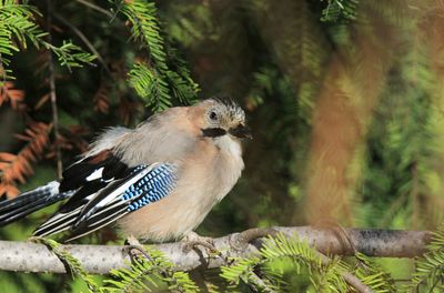 Close-up of a jay