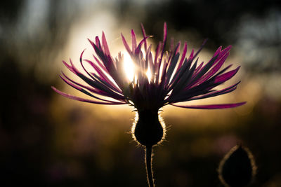 Close-up of purple flowering plant