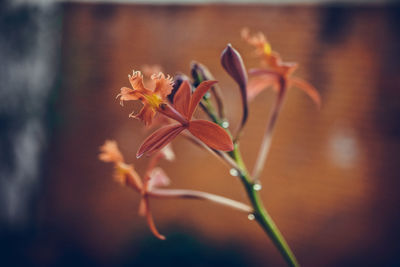 Close-up of orange flowering plant