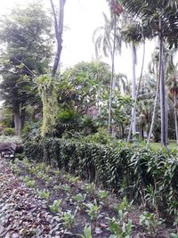 Plants and trees in park