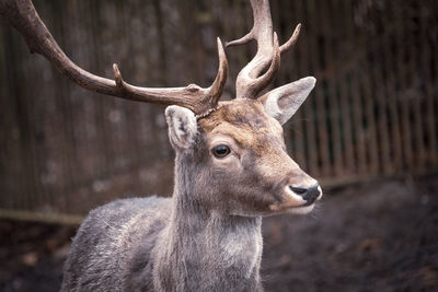 Close-up of deer