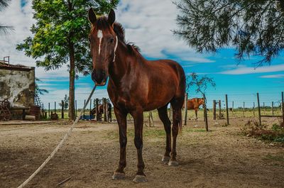 Horse standing in ranch