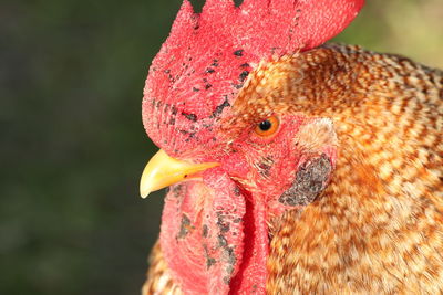 Close-up of a bird