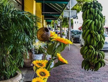 View of fruits for sale