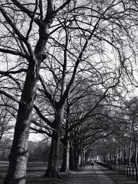 Road passing through bare trees