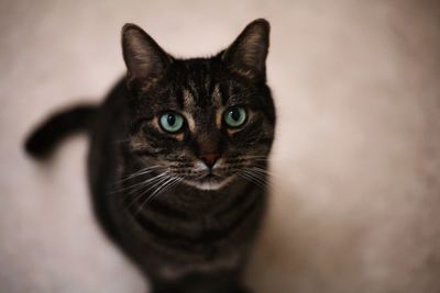 Close-up portrait of cat