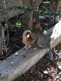Monkey sitting on a field