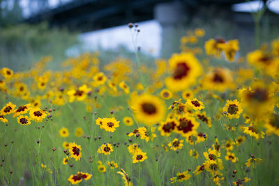 Close-up of yellow flower blooming in field