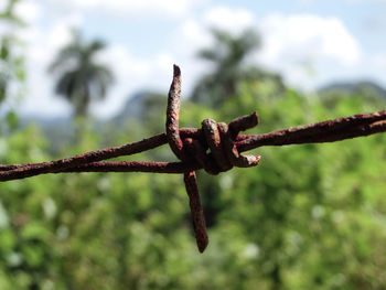 Close-up of barbed wire