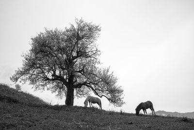 Lonely tree in