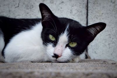 Close-up portrait of cat lying down