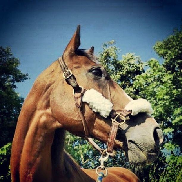 animal themes, horse, one animal, mammal, domestic animals, tree, animal head, part of, bridle, livestock, herbivorous, one person, working animal, cropped, animal body part, close-up, brown, sky, person, clear sky