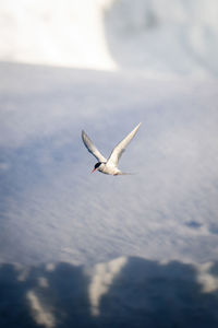 Antarctic tern flies past bank of snow