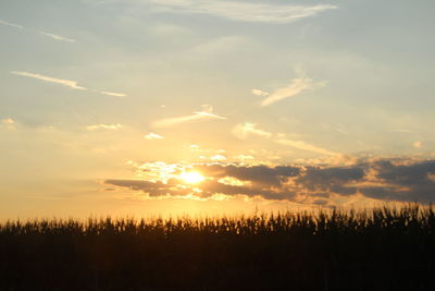 Silhouette of trees at sunset