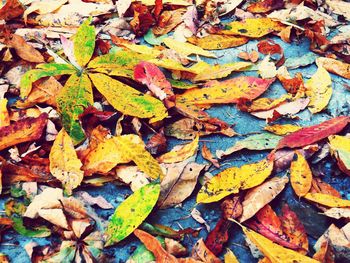 Close-up of fallen maple leaves