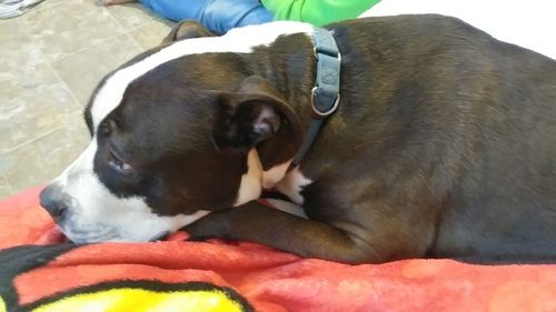 Close-up of dog relaxing on bed