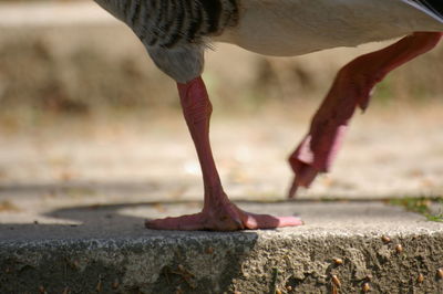 Low section of bird on land