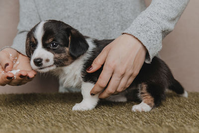 Welsh corgi cardigan cute fluffy dog puppy. close-up portrait of puppy, funny animal