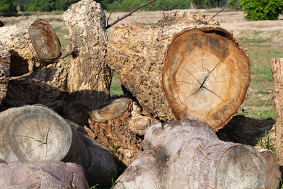 Pile of wood on the edge of the forest