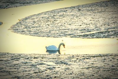 View of bird on beach