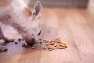 Close-up of a dog eating 